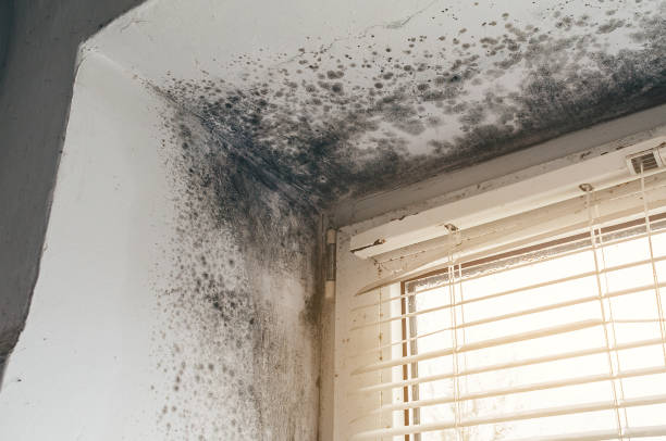 Affordable Crawl Space Mold Remediation solutions in Mine Hill, NJ